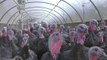 Kent turkey farmers having record year despite fears Christmas is cancelled