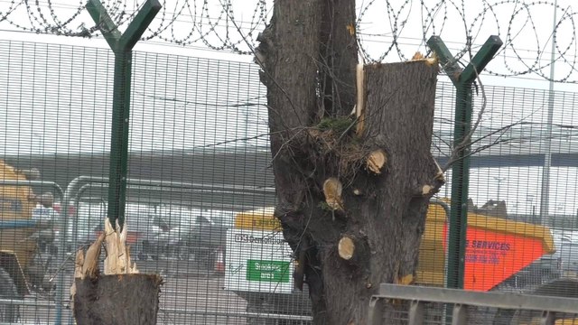 Sheerness residents outraged as port trees cut down