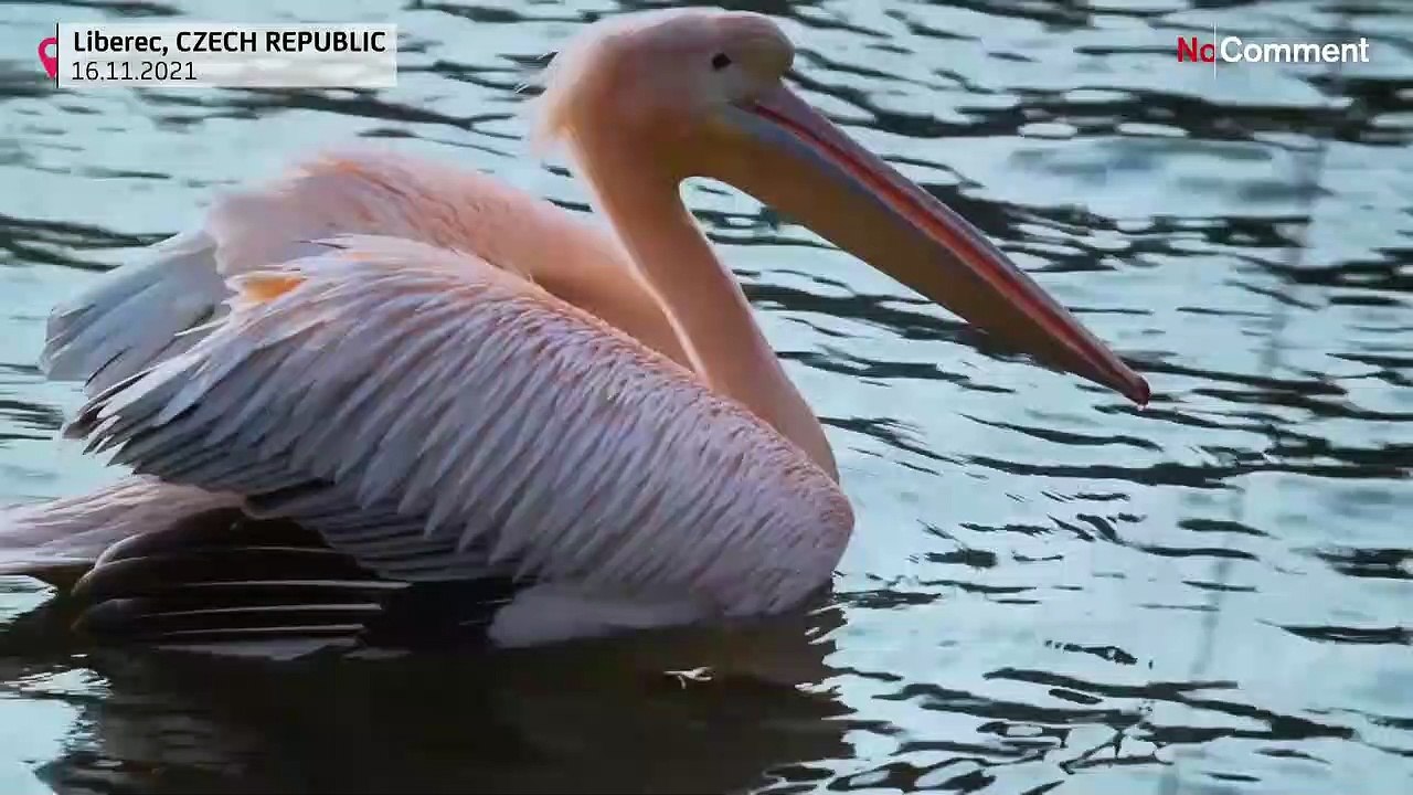 Pelikane in wärmere Gehege umgesiedelt