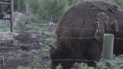 Europe's largest mammal introduced to Canterbury woodland in groundbreaking project