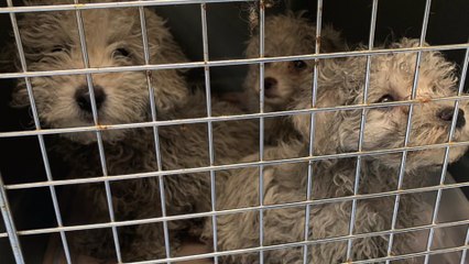 Increase in the number of dogs being abandoned across Kent