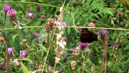 Think Kent Discovers: Counting Butterflies