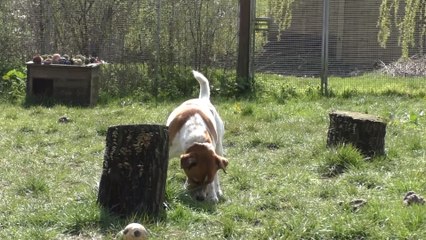 New guidance to help Kent dog owners adapt to life after lockdown