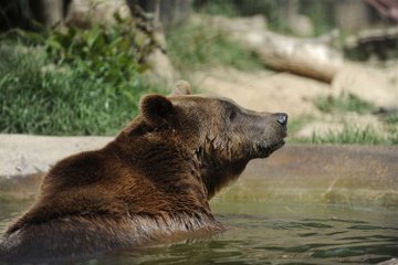 Zoos and wildlife parks across Kent are reopening