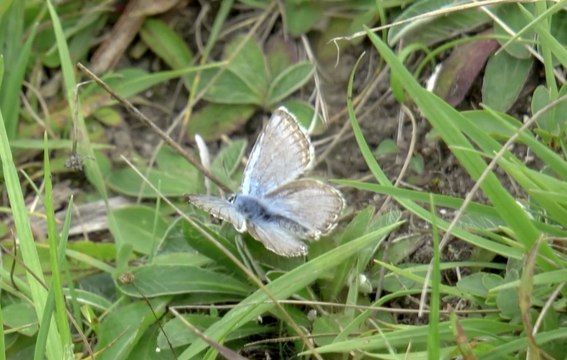 Booking scheme launched for National Trust car parks in Kent