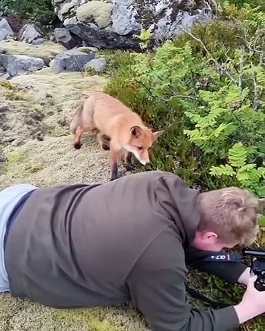 Ce photographe prend de très belles photos en gagnant la confiance d'un renard