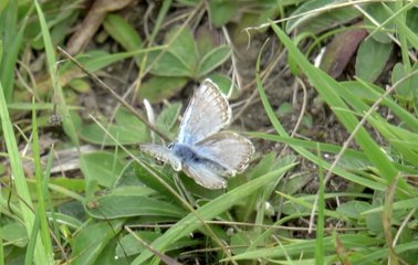 Kent Wildlife Trust could loose £800,000 because of the pandemic