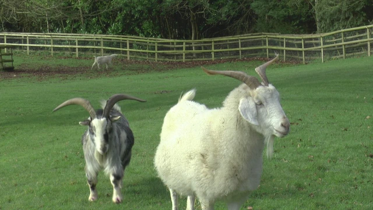A popular goat sanctuary in Maidstone is hopeful it can stay open to visitors after fears it could be forced to close down