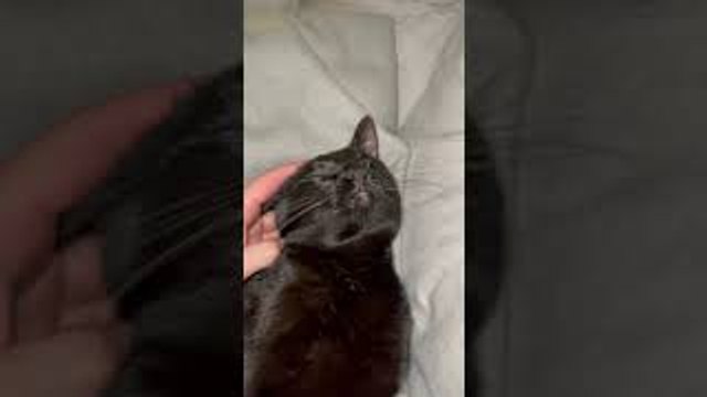 Cat Prefers a Team Effort While Grooming