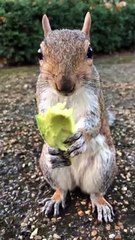 Wild Squirrel Loves Avocados