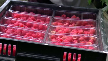 Kent reacts to Britain leaving the European Union