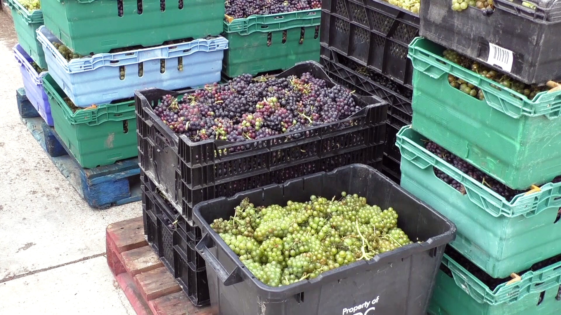 Made in Kent Defined Wine