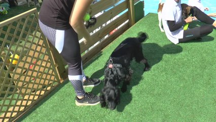 New dogs' swimming pool on the Isle of Sheppey