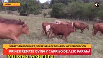 Primer remate ovino y caprino de Alto Paraná
