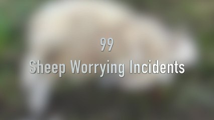 Sheep farmers anger after dog attacks