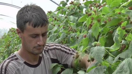 Kent food and drink firms warned on effects of no deal Brexit
