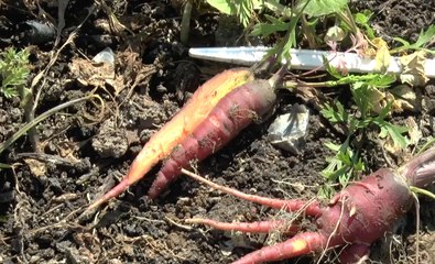 Made in Kent - Wonky Parsnip