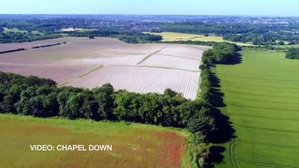 Planting of one of England's biggest vineyards has begun in Kent