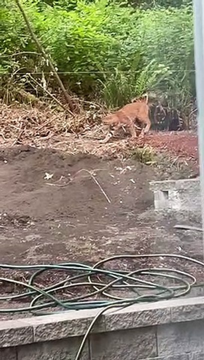 Big Cat like Tiger