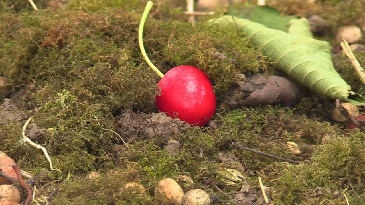 Thousands of unwanted cherries saved by volunteers