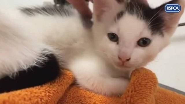 Hundreds of cats are being abandoned in Kent according to the RSPCA