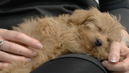 Therapy dogs visit children at Five Acre Wood School