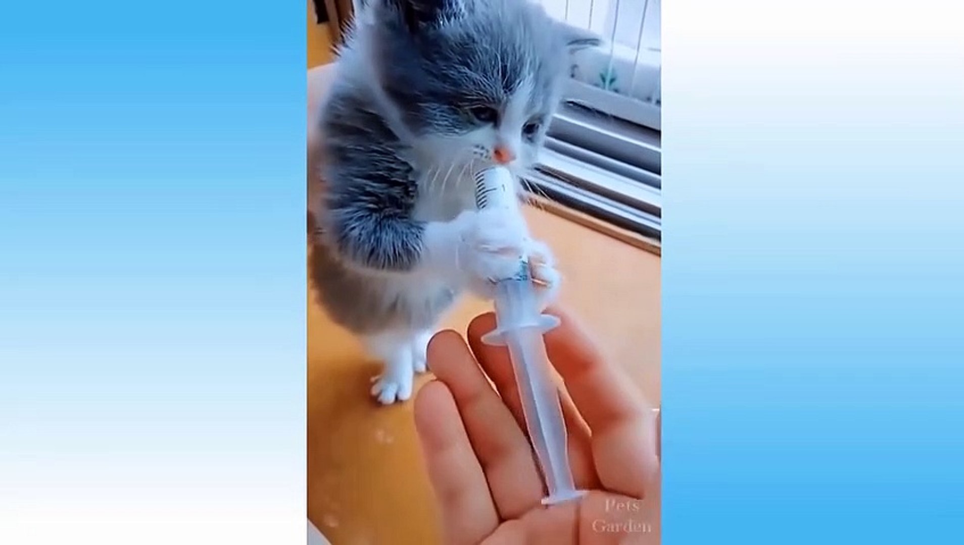 ⁣Cute Pets And Funny Animals Compilation