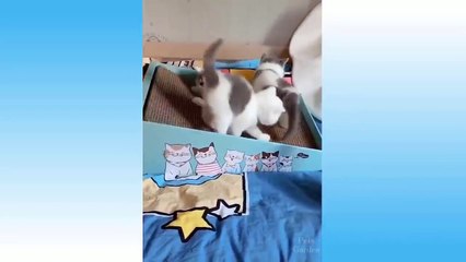 Cute Pets And Funny Animals Compilation Try Not To Laugh