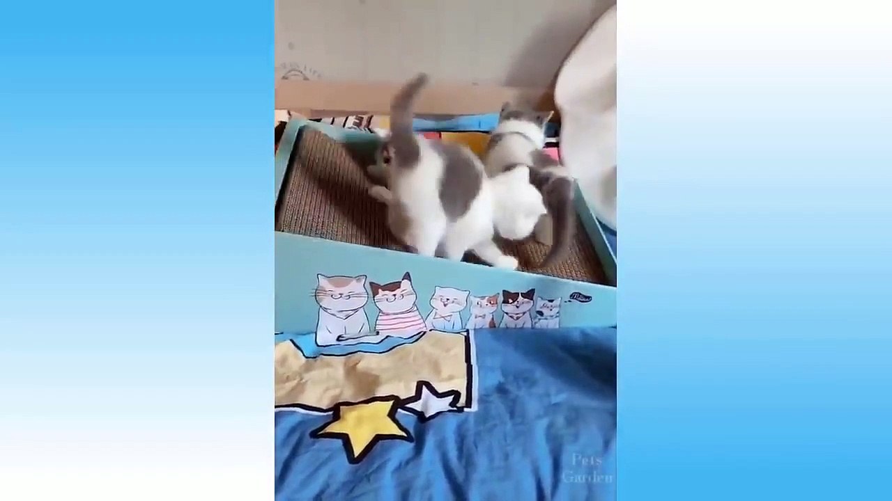 Cute Pets And Funny Animals Compilation Try Not To Laugh
