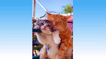 Top Funny Cat Videos Of The Weekly - Try Not To Laugh