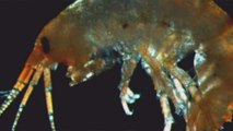 Kent marine wildlife threatened by demon shrimp