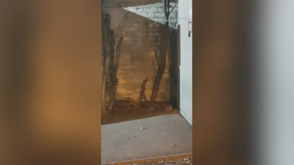 Family of rats make themselves at home outside Greenhithe McDonald's