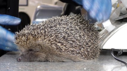 Kent's hedgehog population facing severe decline