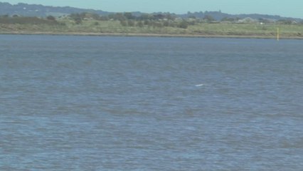 A life-size sculpture of Benny the Beluga is being created in Gravesend to tackle plastic waste.