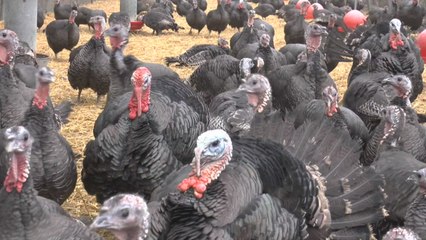 Made in Kent: Kent Turkeys