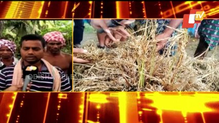 Unseasonal Rains Damage Paddy Crop In Ganjam