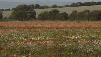 Hoo pumpkin farm celebrates eighth year of business with stellar crop yield