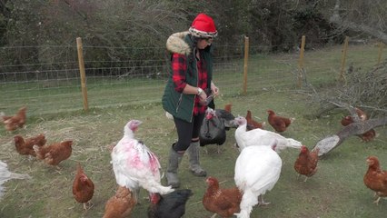 Rainham animal lover begins annual launch to save the lives of turkeys
