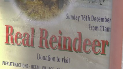 Reindeer attraction goes ahead despite animal welfare protest