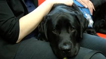 Kent Police using dog to help comfort vulnerable people