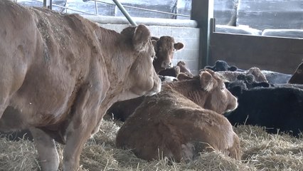Kent farmers react as environment secretary promises future after Brexit
