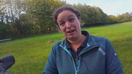 Dead sheep after dog attack (interview two)