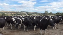 Heatwave puts farmers at risk of going out of business