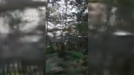 A fire broke out in Clowes Wood near Whistable