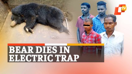 Wild Bear Dies After Getting Caught In Electric Trap Laid By Poachers