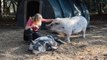 Campaign launched to save Herne Bay pig