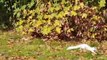 Two rare white squirrels spotted in West Malling