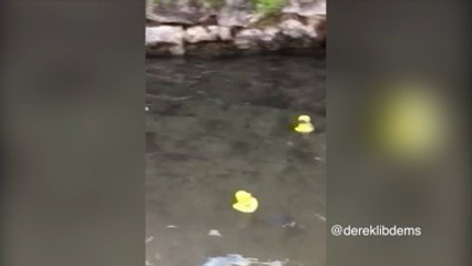 This year's Loose Duck Race in Maidstone