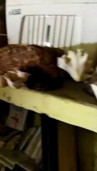 Mushroom ki kheti Ghar par