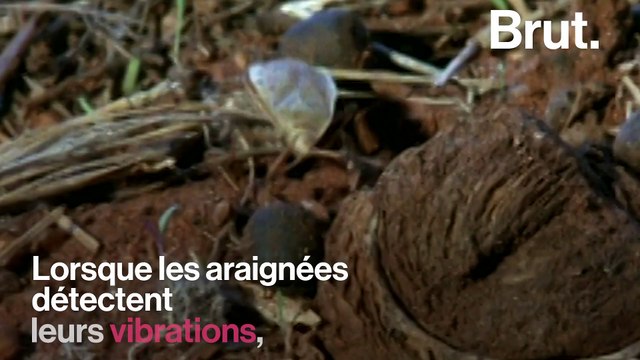 La technique de chasse des araignées trappe